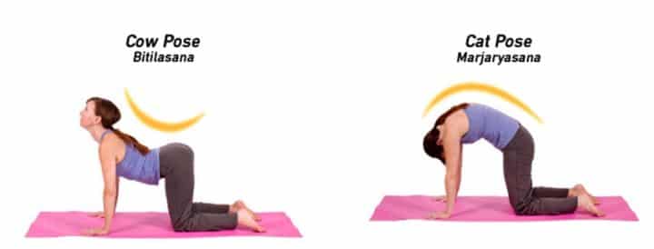 Cat/Cow - Yoga Poses To Reduce Back Pain